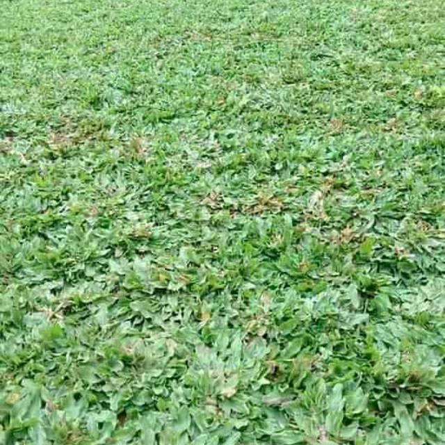 Jual Rumput gajah mini | Shopee Indonesia