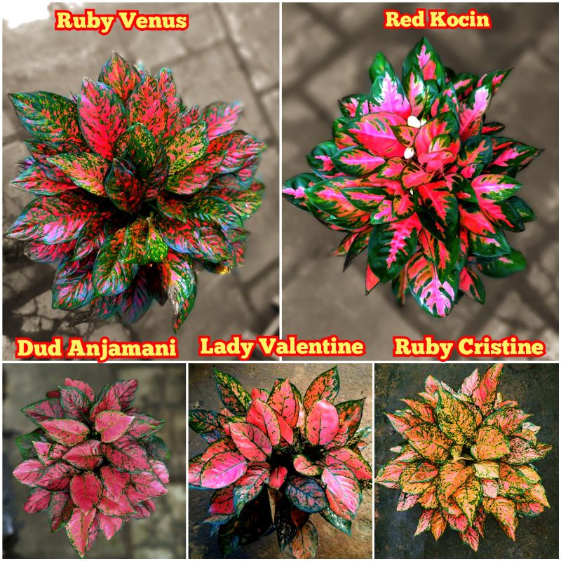 Jual paket aglonema remaja jumlah daun 5-6 lembar ruby cristine lady ...