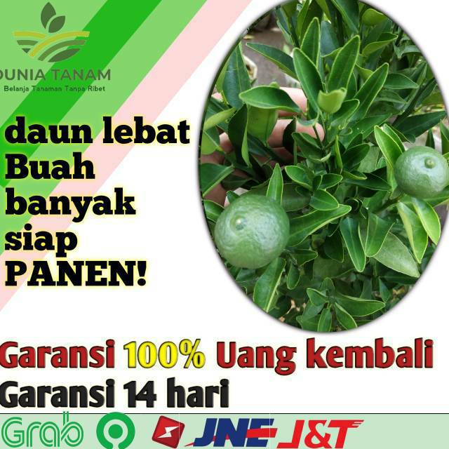 Jual Sudah Berbuah Bibit Pohon Tanaman Buah Jeruk Limo Sudah Berbuah