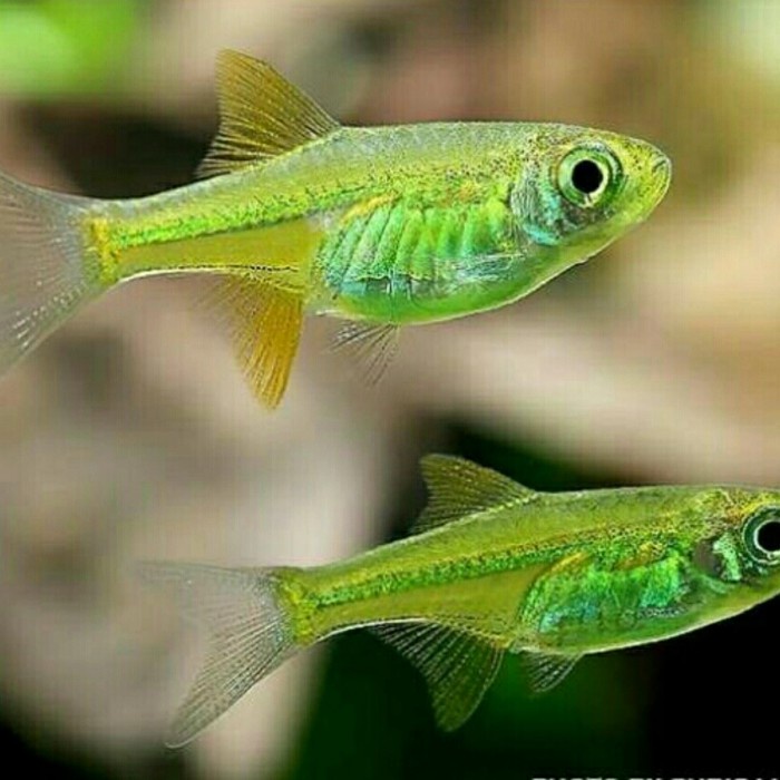 Kubotai Rasbora For Sale – Green neon rasbora Microdevario kubotai ...