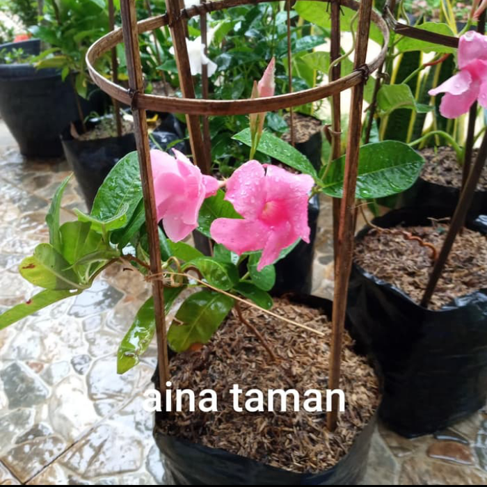 Jual tanaman hias kanopi mandevila bunga pink - tanaman rambat untuk ...