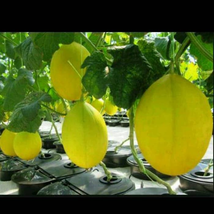 Jual Biji Benih Buah Melon Golden Kinanti Shopee Indonesia