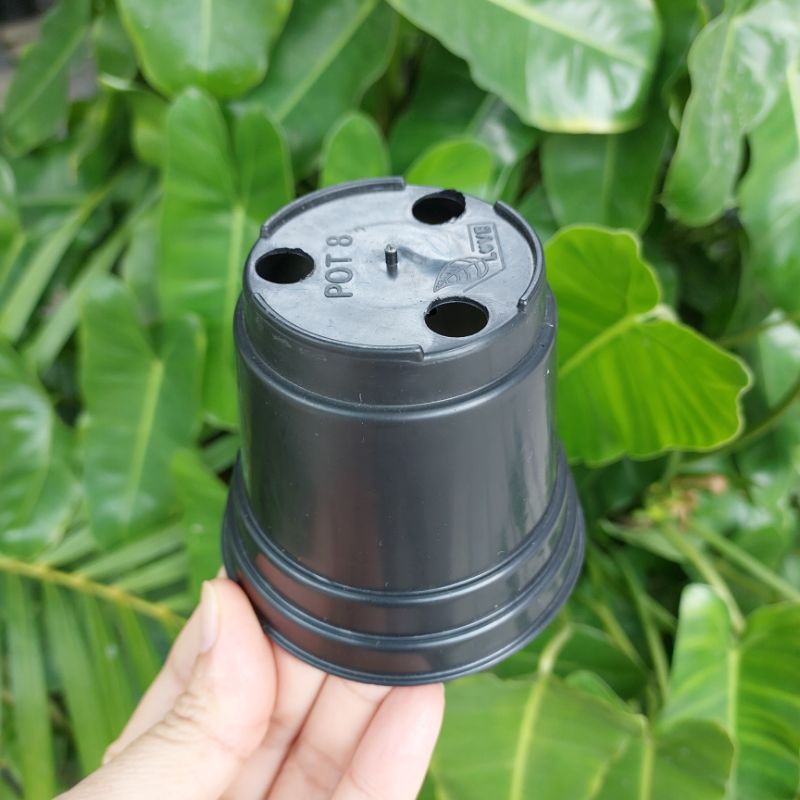 Jual GOL BASIC 8 Pot bunga semai Pot murah Pot polos Pot basic Pot es ...