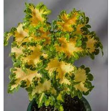 Jual Bibit Tanaman Hias Coleus / Miana kuning | Shopee Indonesia