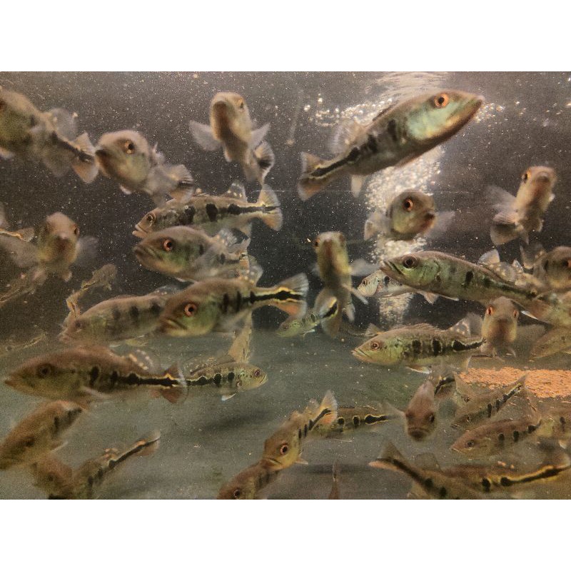 Jual MONOCULUS | Shopee Indonesia