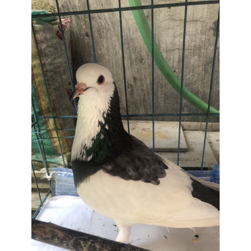 Jual Burung Merpati dara / Merpati Pos Racing | Shopee Indonesia