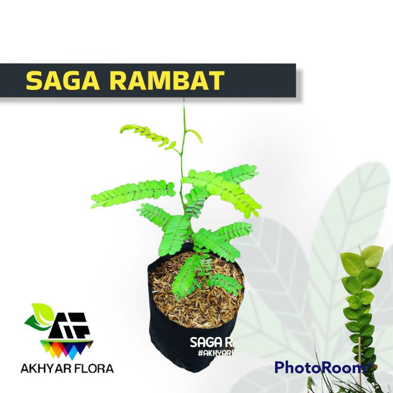 Jual Saga Rambat Manis Tanaman Herbal Daun Saga Mengobati Batuk dan ...