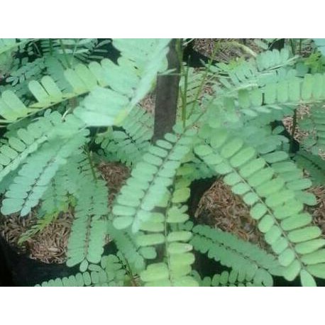 Jual bibit tanaman herbal saga rambat / pohon saga herbal pjr | Shopee ...