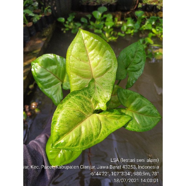 Jual syngonium kuning | Shopee Indonesia