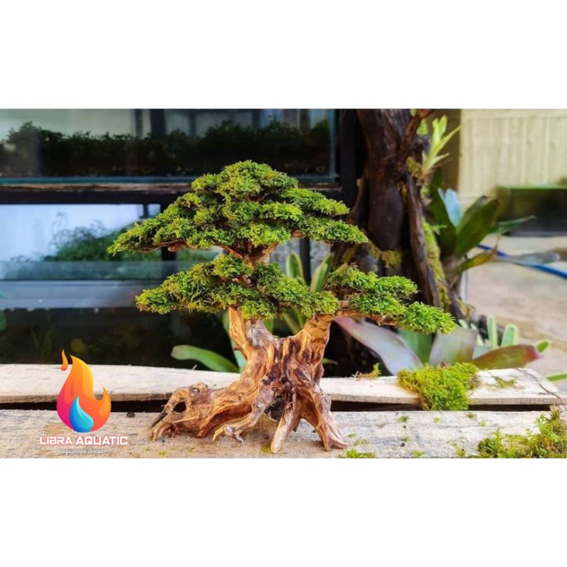 Jual bonsai aquascape beringin plus Moss Shopee Indonesia