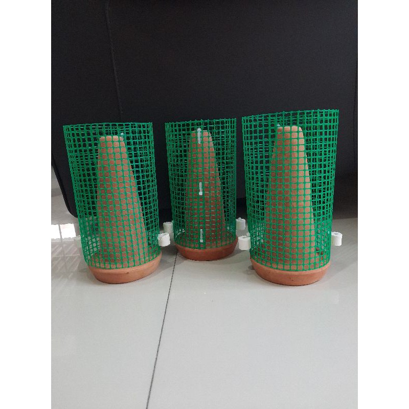 Jual cone discus cone untuk telur ikan discus cone breeding discus ...
