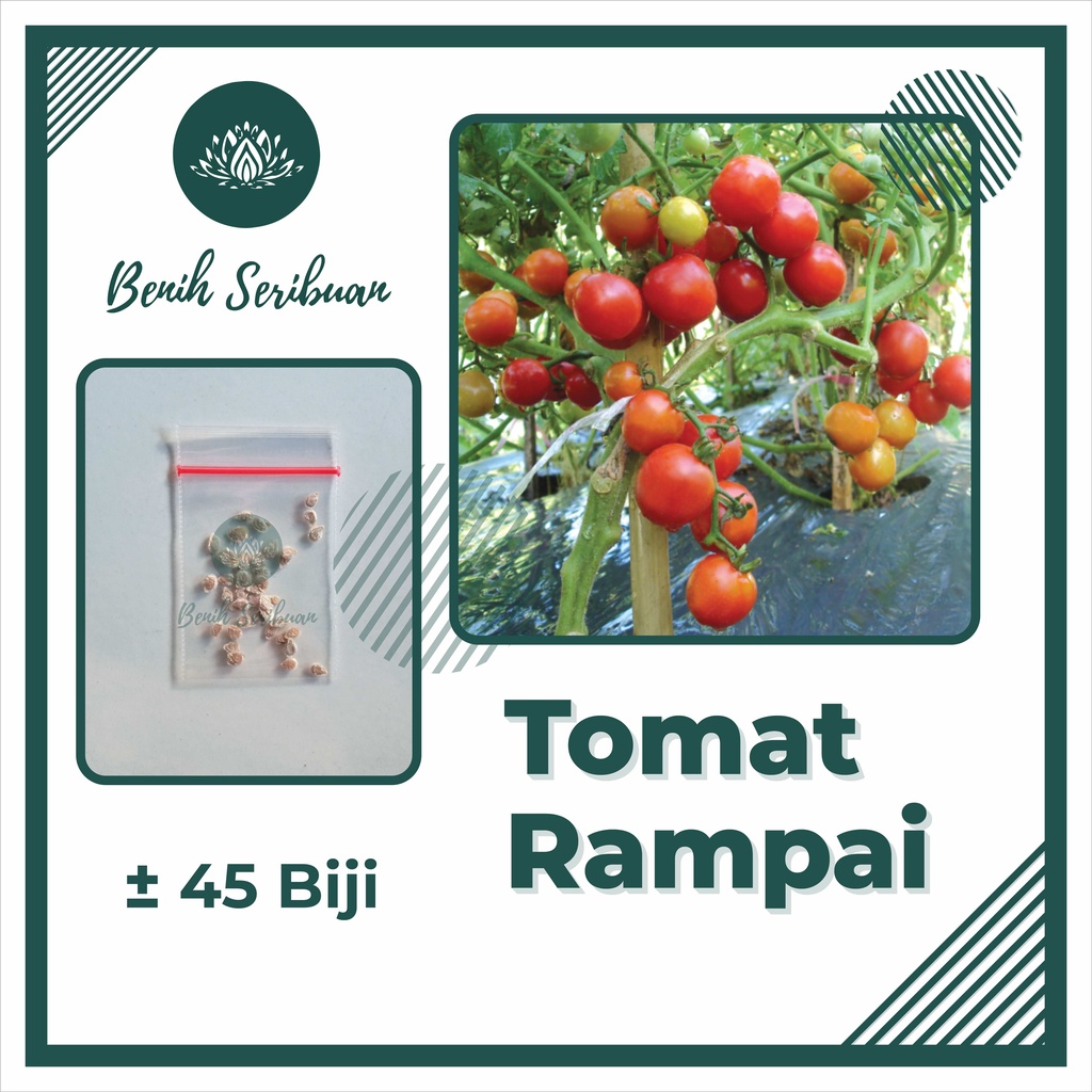 Jual 45 Biji - Benih Tomat Ceri Rampai (Lebat Kecil Sebesar Kelereng ...