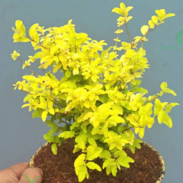 Jual Tanaman bahan bonsai KUTUTAN KUNING(SUNSHINE LIGUSTRUM) | Shopee ...