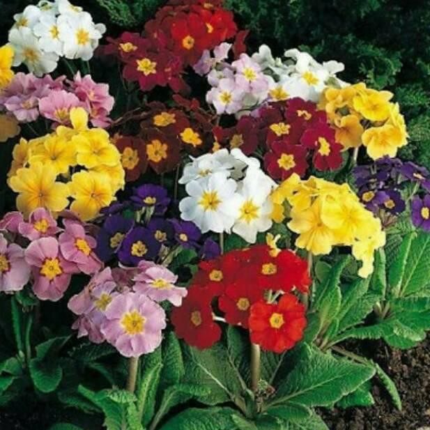Jual F⚡ASH SALE Benih Bibit Biji Bunga Evening Primrose (Primula) Mixed ...