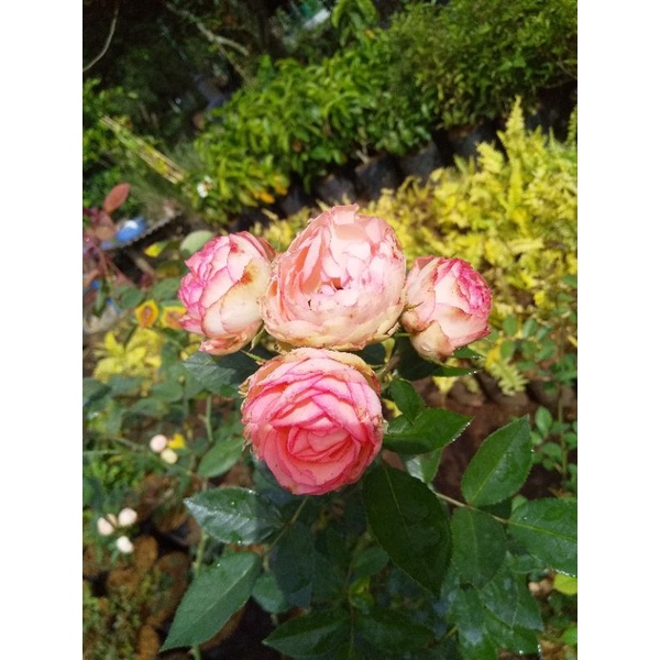 Jual mawar rococo / mangkuk peach | Shopee Indonesia