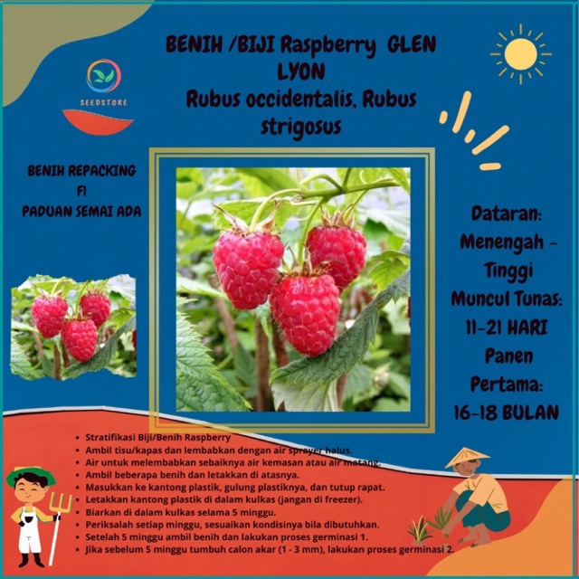 Jual 50 Benih raspberry glen lyon Shopee Indonesia