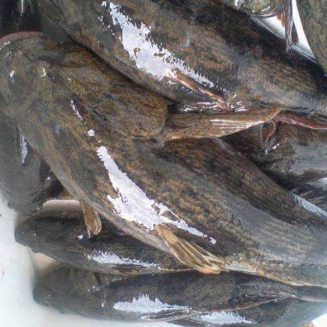 Jual Ikan Malas Atau Ikan Betutu 500 Gram Shopee Indonesia