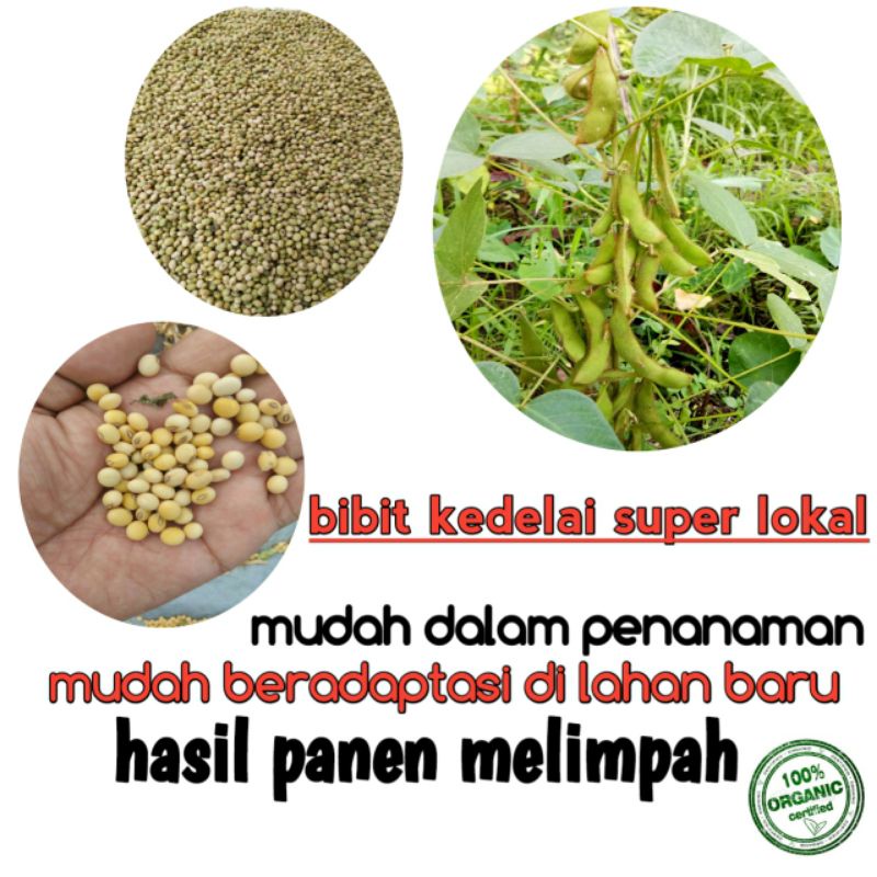 Jual kedelai lokal organik super/kedelai kucir 1 kg | Shopee Indonesia