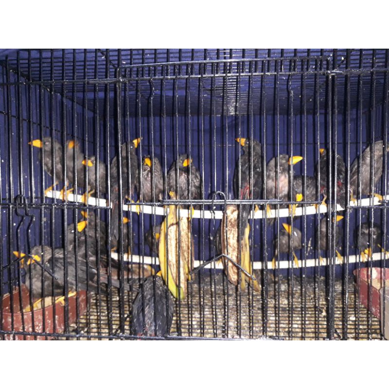 Jual burung rio rio | Shopee Indonesia