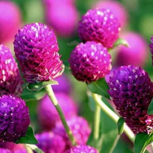 Jual Tanaman Hias Bunga Kancing/Gomphrena globosa Warna Ungu | Shopee ...