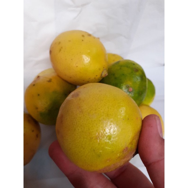 Jual Buah Jeruk Lemon Lokal 1000gram Shopee Indonesia