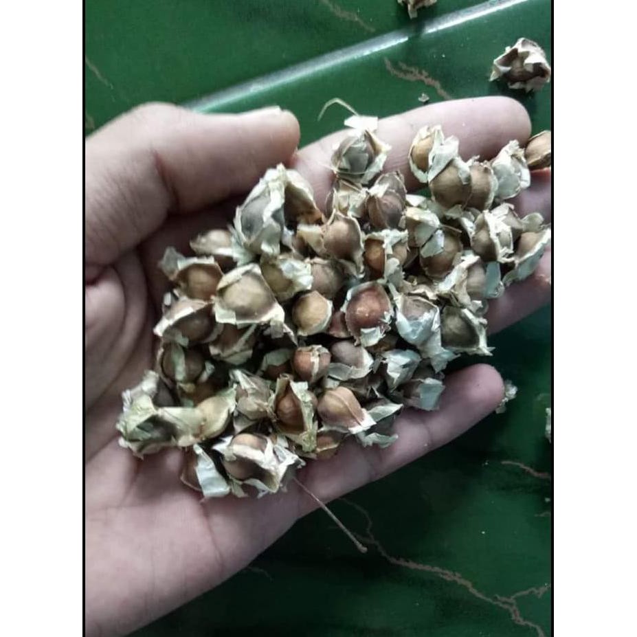 Jual Butir Biji Benih Pohon Daun Kelor Herbal Shopee Indonesia