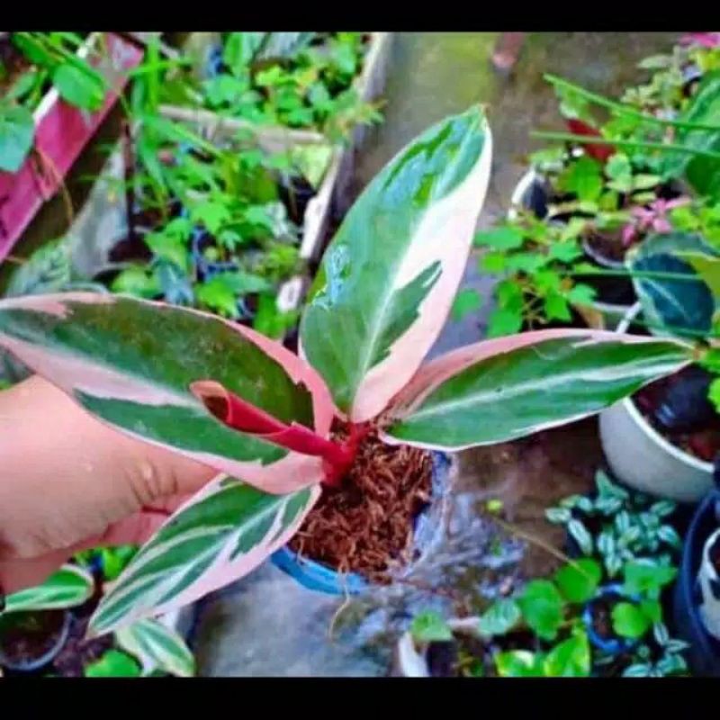 Jual Tanaman Hias Calathea Meranti Bali Shopee Indonesia