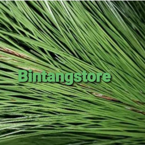 Jual Daun Pinus Segar Murni Daun Tanpa Batang Kg Shopee Indonesia