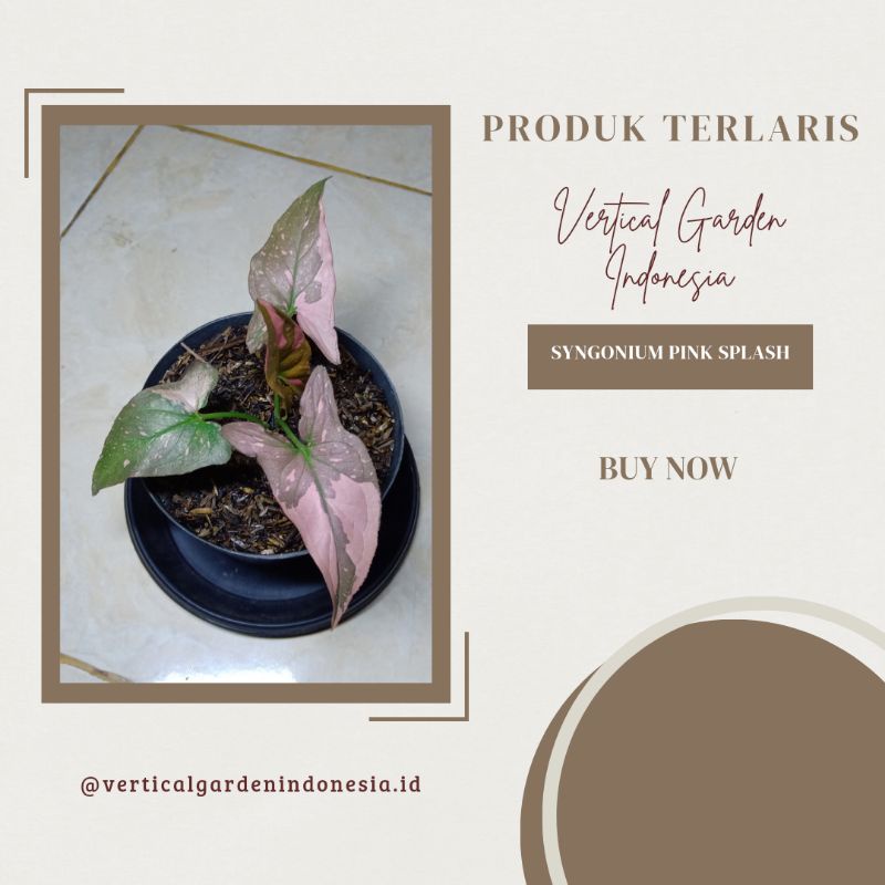 Jual Tanaman Hias Syngonium Pink Splash Shopee Indonesia