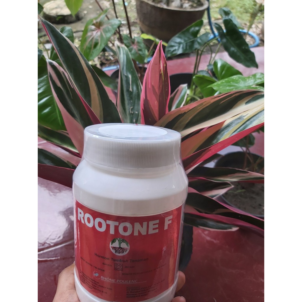 Jual Rootone F Hormon Tumbuh Tanaman 750 gram | Shopee Indonesia