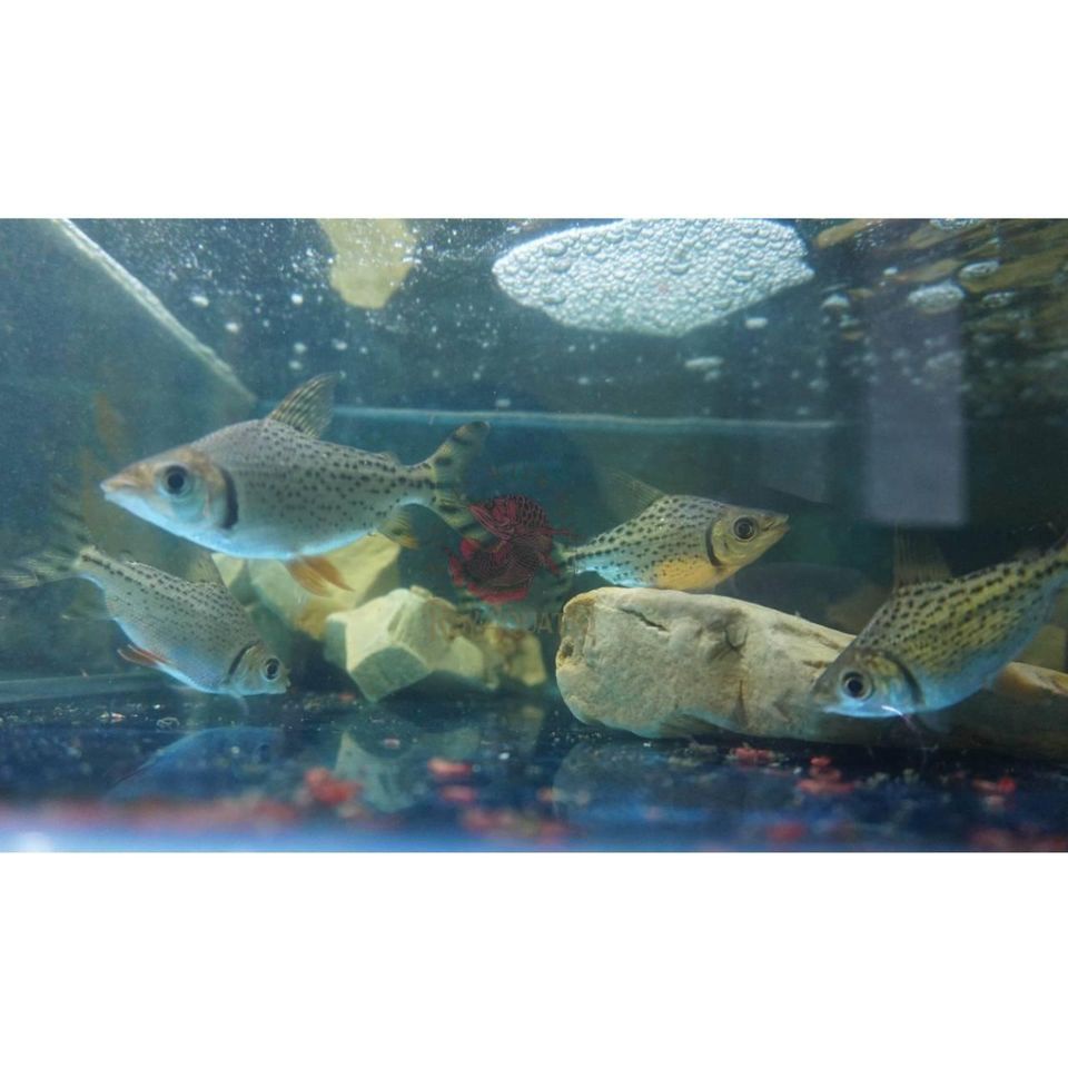 Jual IKAN / RED FEIFENG (RFF) 10 CM - Tankmate Arowana Predator ...