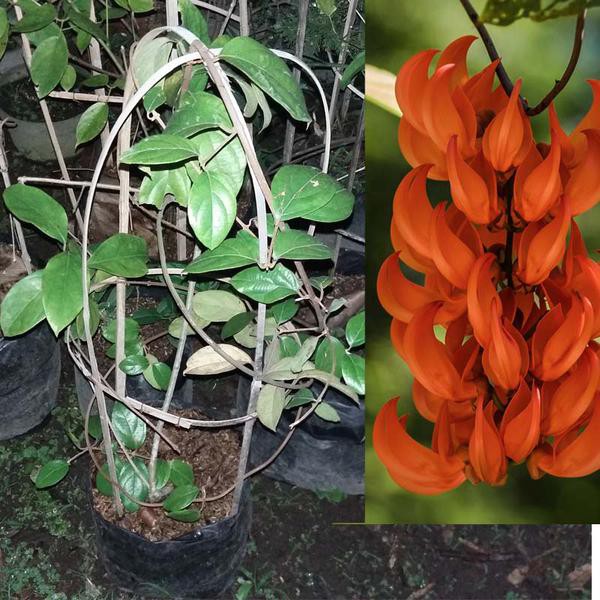 Jual Tanaman Hias Flame Of Irian | Shopee Indonesia