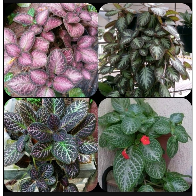 Jual tanaman hias episcia bludru paket 4 jenis - episcia bludru merah ...