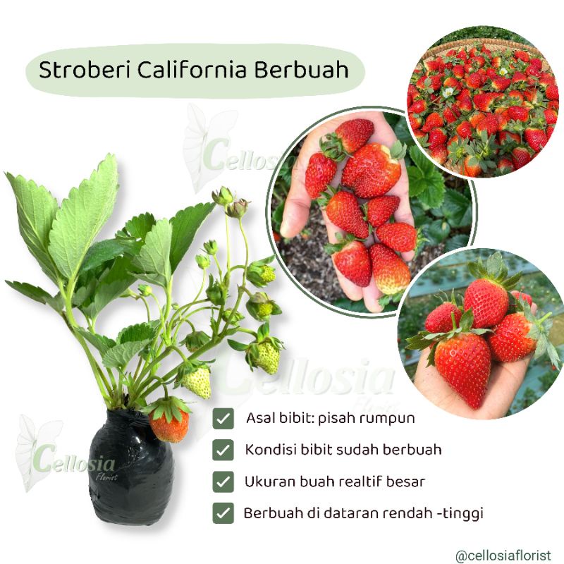 Jual Tanaman Bibit Buah Strawberry Stroberi California (Sudah Berbuah ...