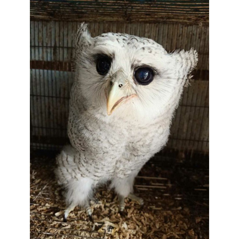 Jual Burung Hantu Online: Antara Peluang dan Ancaman Konservasi