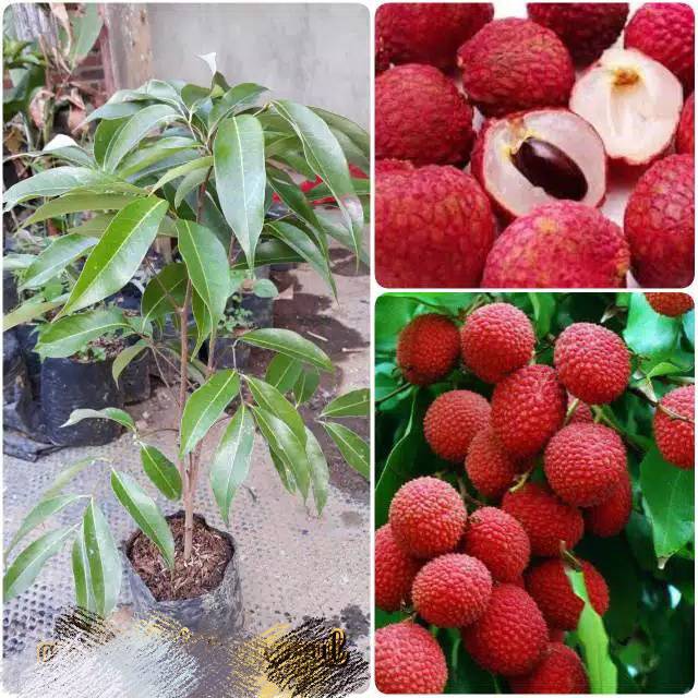 Jual BIBIT BUH LECHI MERAH SUPER | Shopee Indonesia
