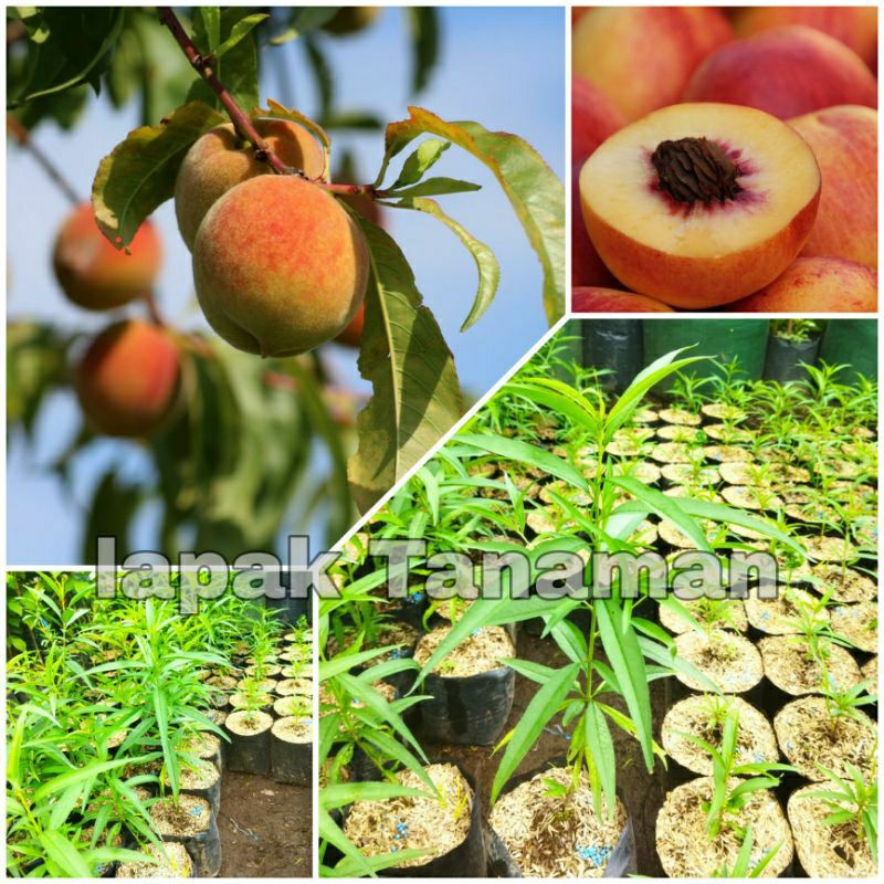 Jual Bibit Tanaman Buah Persikbuah Peachpeach Fruits Shopee Indonesia 5798