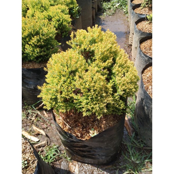 Jual CEMARA REN GOLD ukuran besar (indukan) | Shopee Indonesia