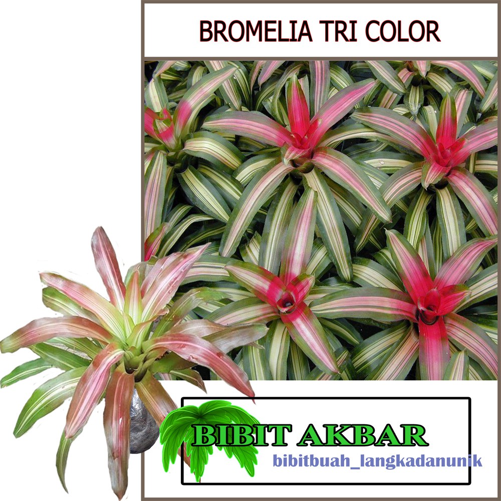 Jual Bibit Tanaman Hias Bromelia Tricolor | Shopee Indonesia