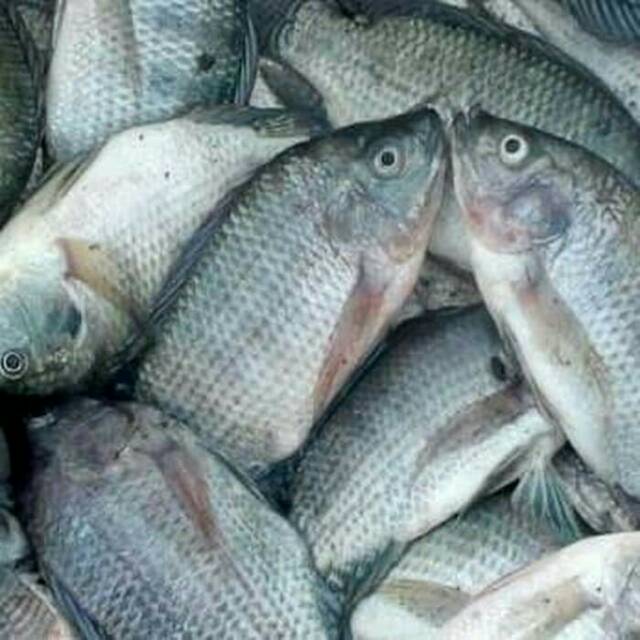 Jual Ikan mujair nila | Shopee Indonesia