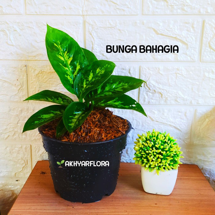 Jual Bunga Bahagia Daun Bahagia Tanaman Hias Dieffenbachia Shopee Indonesia 6969