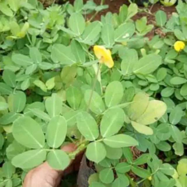 Jual Tanaman Hias Landep / Kacang-kacangan | Shopee Indonesia