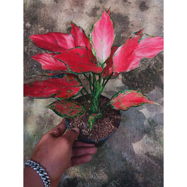 Jual red garuda | Shopee Indonesia