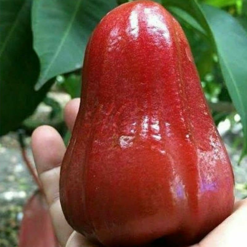 Bibit Jambu Air Citra Jumbo Okulasi Cepat Berbuah Berkwalitas