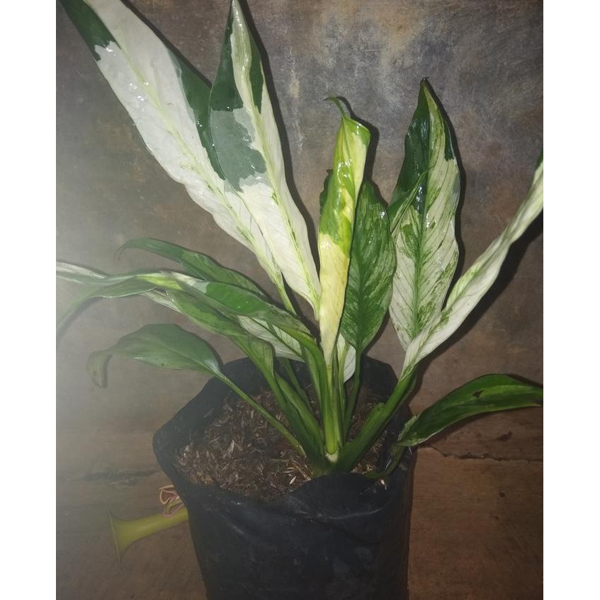 Jual Bibit Tanaman Peace Lily Varigata Bibit Bunga Sepatu Filum Varigata Laris Murah Shopee