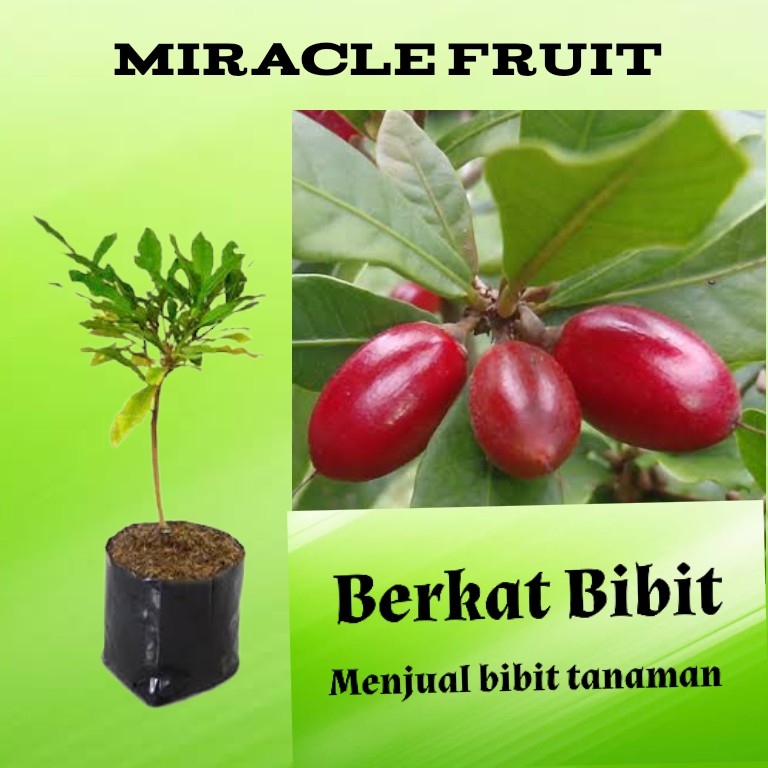 Buah-Buah Ajaib: Vitamin dan Antioksidan Si Jago Anti Penyakit Kronis!