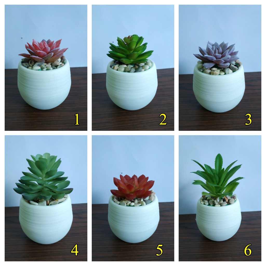 monsteras kaufen Monstera deliciosa XXL | Online kaufen main image 0