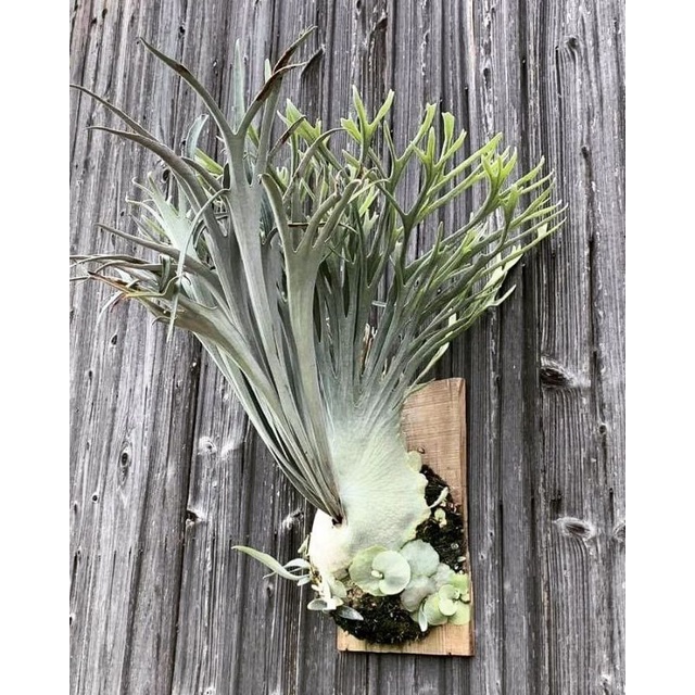 Platycerium veitchii Auburn river Platycerium veitchii Auburn