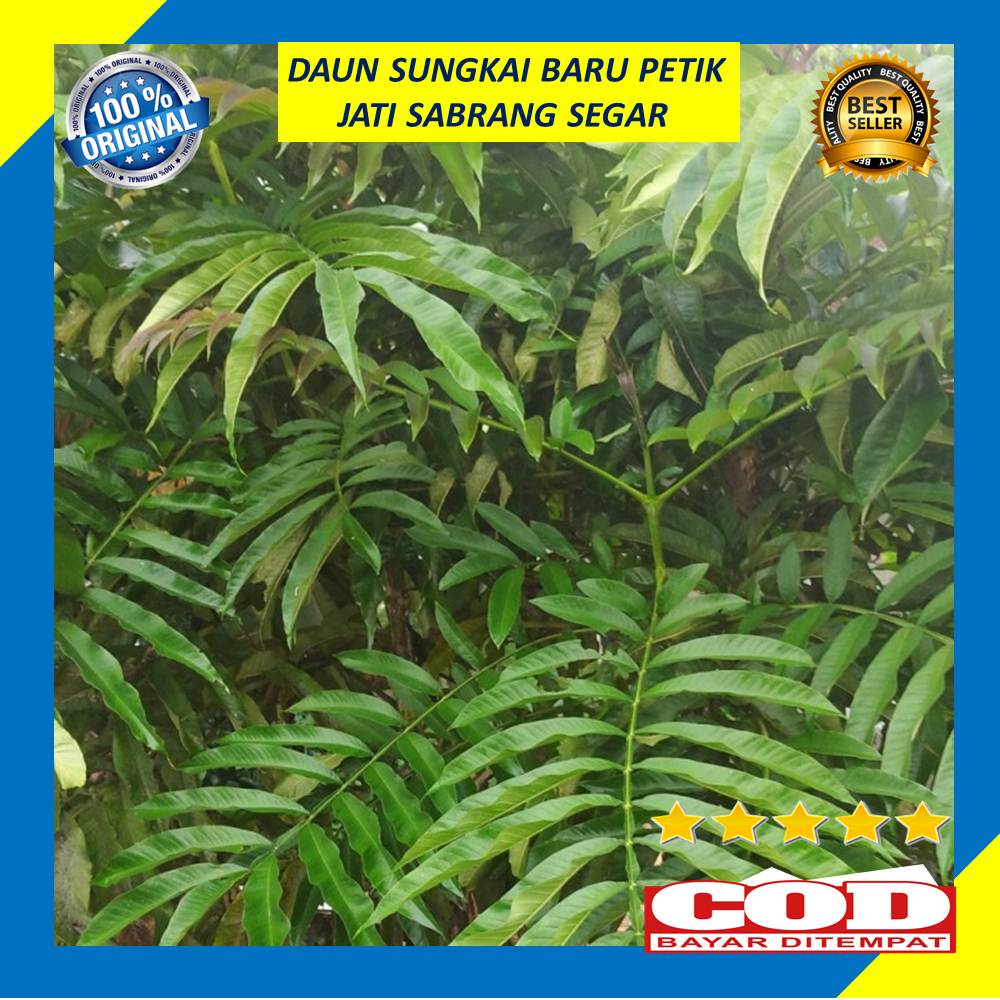 Jual Daun Sungkai Jati Sabrang Segar 250 Gram Herbal Covid Fresh Obat ...
