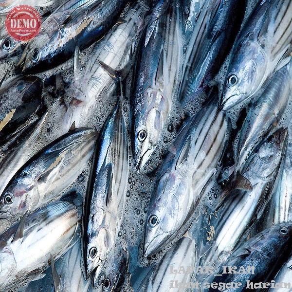 Jual Ikan Cakalang Segar 1~Kilogram | Shopee Indonesia